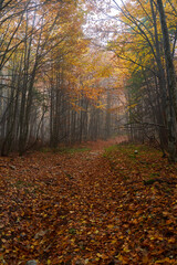 Vibrant forests on mountain