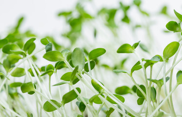 Close-up of radish or mustard or linen microgreens. Growing microgreen sprouts close up view. Germination of seeds at home. Vegan and healthy eating concept. Sprouted seeds, micro greens.