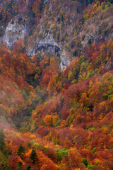 Vibrant forests on mountain