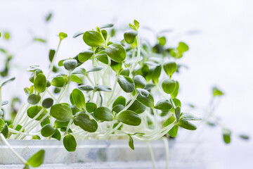 Close-up of radish or mustard or linen microgreens. Growing microgreen sprouts close up view....
