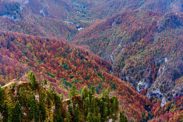Vibrant forests on mountain