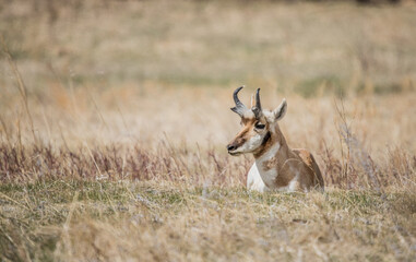 Pronghorn Antelope grazing in prairie 