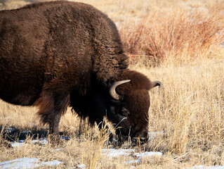 Bison also called buffalo closeup grazing in snowy meadow