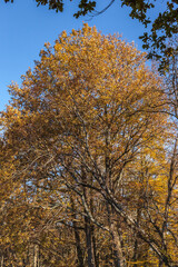 Fototapeta premium Objat (Corrèze, France) - Vue automnale autour du plan d'eau