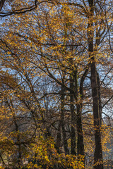 Fototapeta premium Objat (Corrèze, France) - Vue automnale autour du plan d'eau