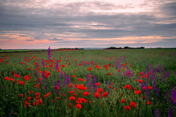 poppy field at sunset