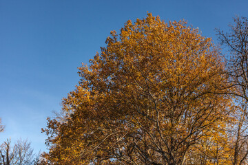 Fototapeta premium Objat (Corrèze, France) - Vue automnale autour du plan d'eau