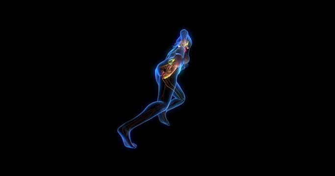 Human anatomy, internal organs of a human body, running position, 3d animation