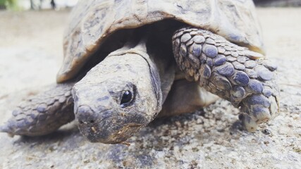 tortuga