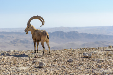 Nubian ibex, Mitzpe Ramon, Israel