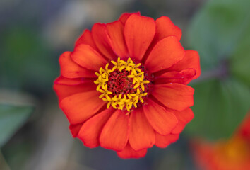 Close-up image of a red and yellow flower.