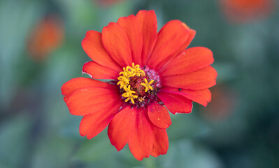 Close-up image of a red and yellow flower.