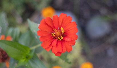 Close-up image of a red and yellow flower.