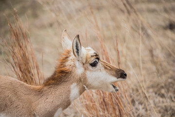 Pronghorn Antelope grazing in prairie 