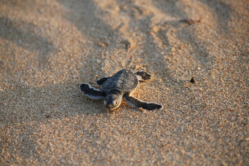 New born Green Sea Turtle crawling towards the water