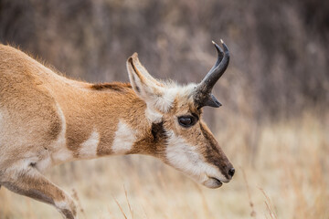 Pronghorn Antelope grazing in prairie 