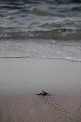 New born Green Sea Turtle crawling towards the water