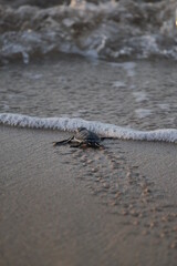 New born Green Sea Turtle crawling towards the water