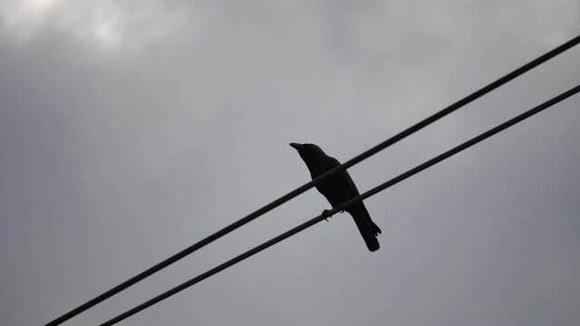 Black crow bird at electric wire in cloudy day