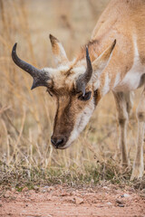 Pronghorn Antelope grazing in prairie 