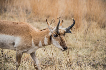 Naklejka na ściany i meble Pronghorn Antelope grazing in prairie 
