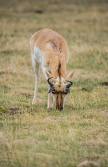 Pronghorn Antelope grazing in prairie 