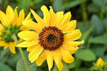 zheltyj cvetok v pole