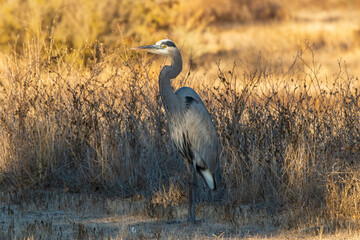 great blue heron