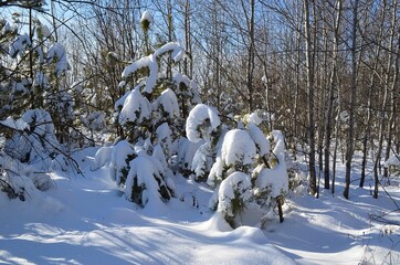 sneg na derev'yah v lesu