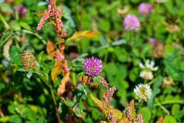 Roter Wiesen Klee, mit lila, violett farbener Blüte