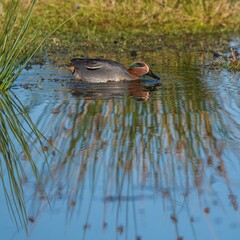 Eurasian Teal, Common Teal, Eurasian Green-winged Teal, Anas crecca