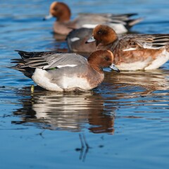 Eurasian Wigeon (Mareca penelope) birds in environment.