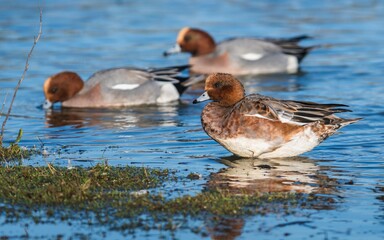 Eurasian Wigeon (Mareca penelope) birds in environment.