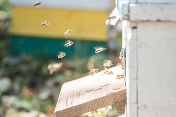 Blurred image of flying bees.
