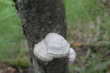 Birch polypore mushroom at Earthquake Park in Anchorage, Alaska