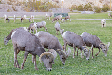 Many Big Horn sheep were eating grass in Hemenway Park