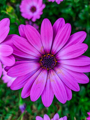 Obraz premium pink flowers