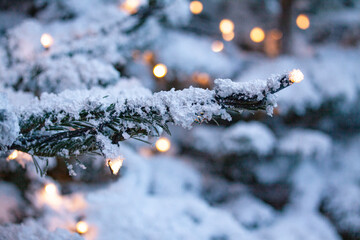 Green fir pine branch covered frost in snowy weather. Bokeh light and snow weather as Christmas background. Close up with selective focus and shallow depth of field.