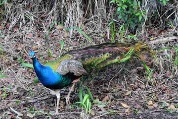 Obraz premium peacock in the grass