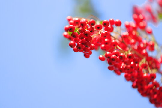 325 Best ピラカンサ Images Stock Photos Vectors Adobe Stock