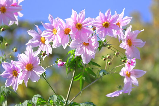 鉢植えの皇帝ダリアです。｜園芸日記bykakip-ken｜みんなの趣味