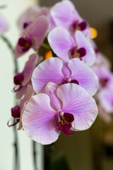 Beautiful purple and pink orchids