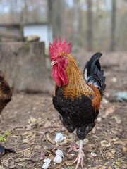 portrait of a big rooster posing for camera