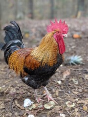portrait of a big rooster posing for camera