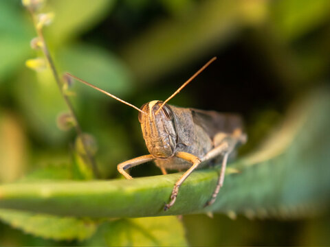 Grylloidea (Grillo) 