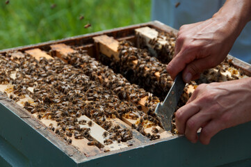 Hive Tray Separating Tool In Use