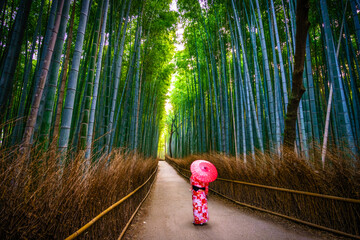 Bamboo forest at Arashiyama in Kyoto.Japan