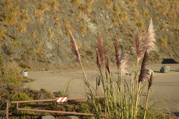 Cortaderia selloana Pink Feather