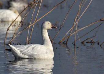 A snow goose (Anser caerulescens) floating on the surface of a lake in the Merced National Wildlife Refuge, near Merced California