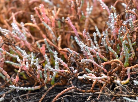 Pickleweed (Salicornia virginica) covered in early morning dew near Elkhorn Slough in Kirby Park, outside Watsonville, California